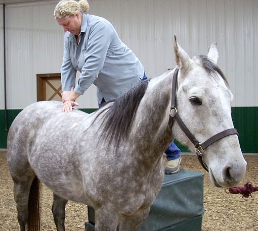 Image showing a horse receiving a back manipulation from a chiropracter