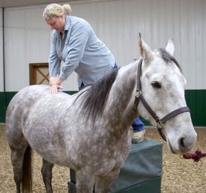 Image showing a horse receiving a back manipulation from a chiropracter