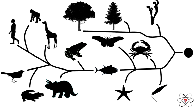 Evolutionary tree of life