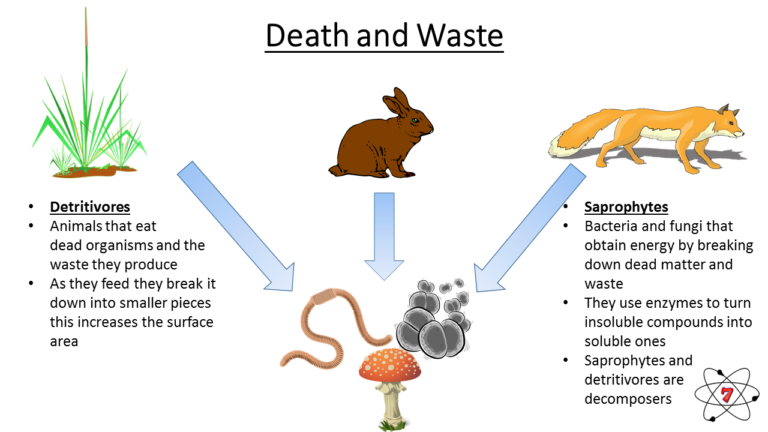 Bio4