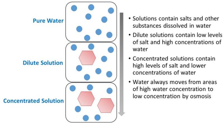 Osmosis of water
