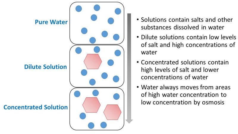 Osmosis of water