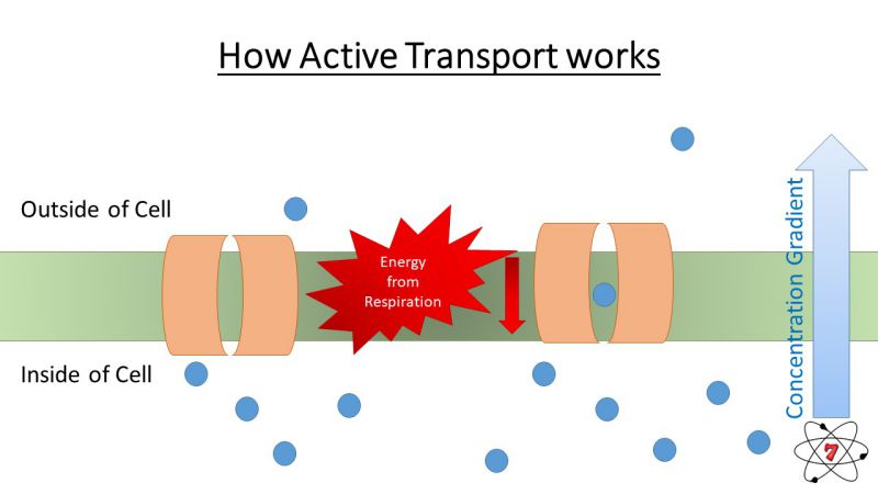 Active transport in plants