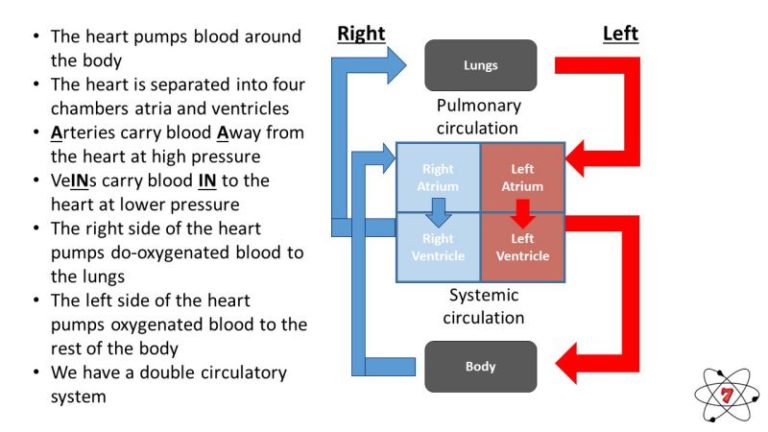 The human circulatory system