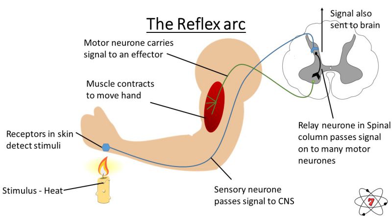 The reflex arc