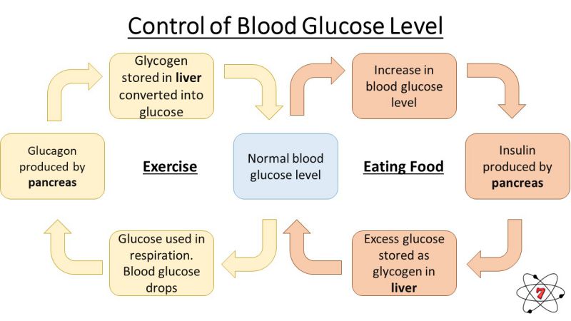 The control of blood glucose levels
