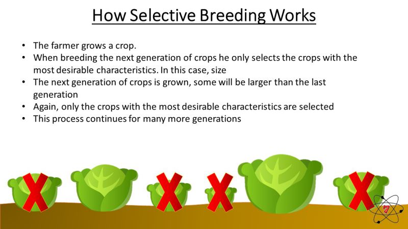 Selective breeding in plants