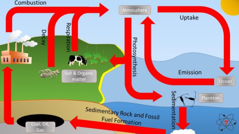 The carbon cycle