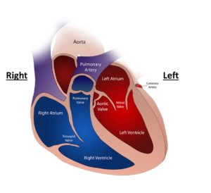Labelled diagram of the human heart 